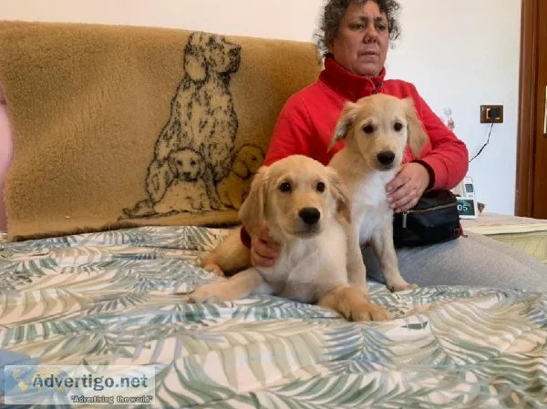 Beautiful Golden Retriever puppies