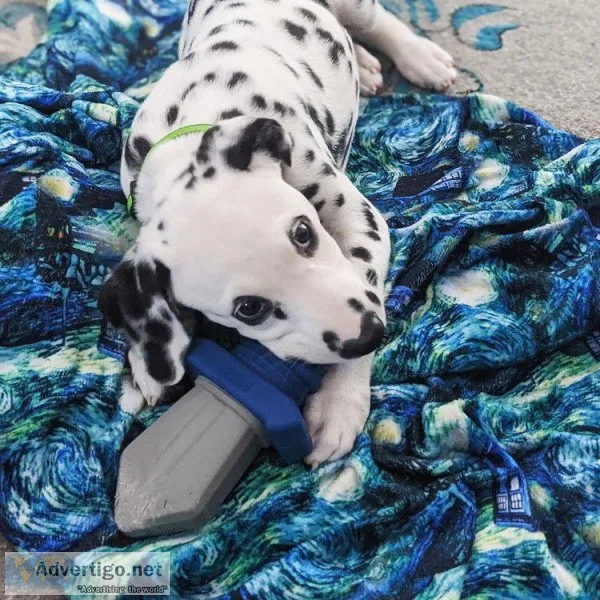 dalmatian puppies