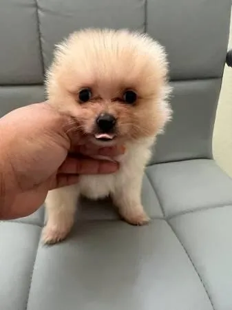 Pomeranian puppies ready