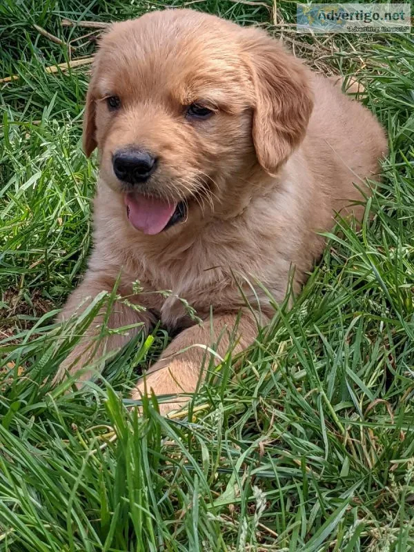 AKC Golden Retriever puppies