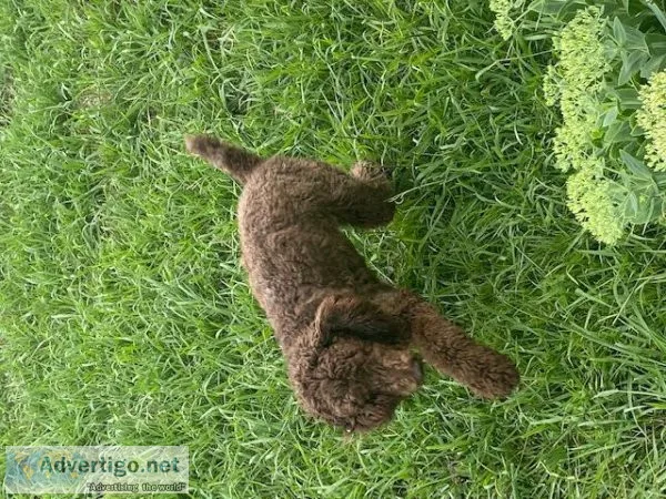 Standard POODLE