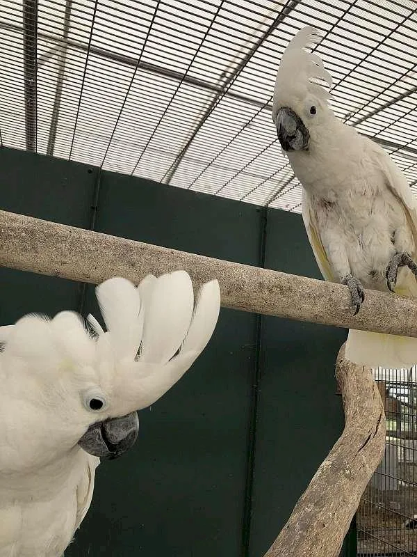Amazing Umbrella Cockatoos ready