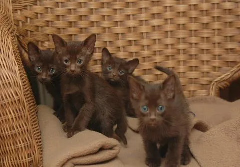 Cute Havana Brown Kittens