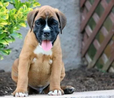 Affectionate Boxer Puppies Available