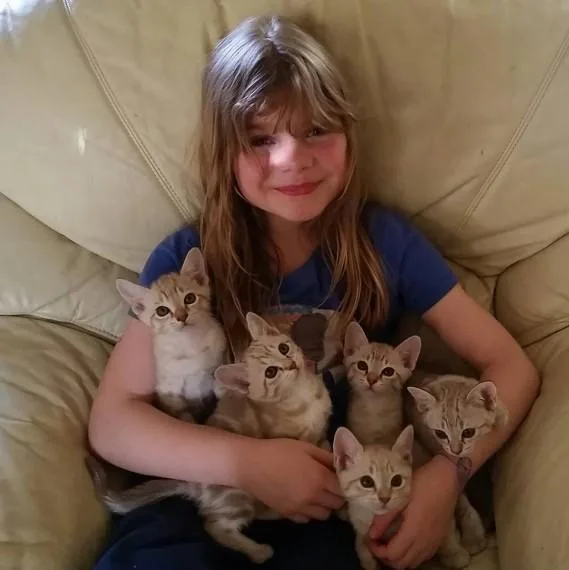Australian Mist Kittens