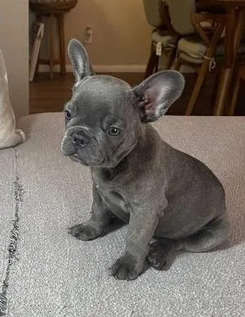 Two French bulldog Puppies Needs a New Family