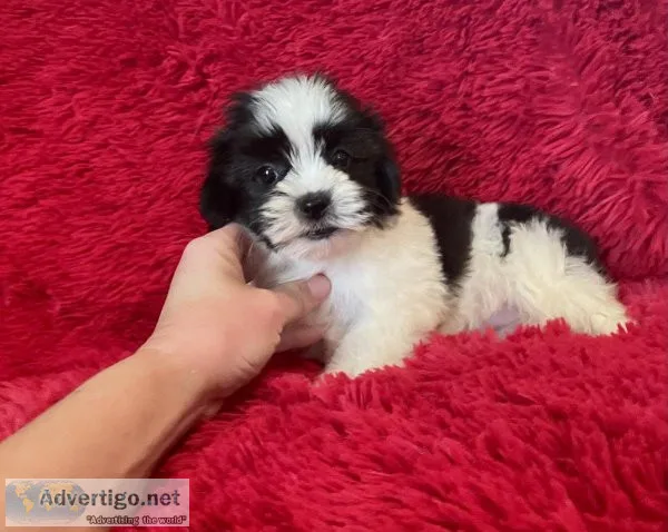 Shih Poo Puppy