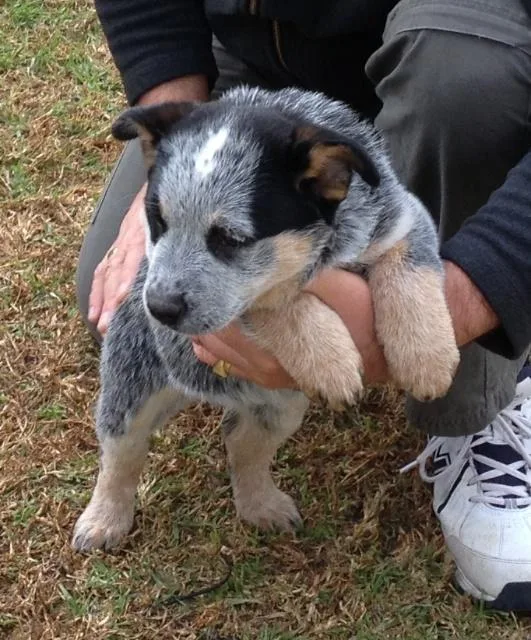 Australian Shepherd Puppies