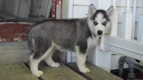 AKC Siberian Husky Puppies.
