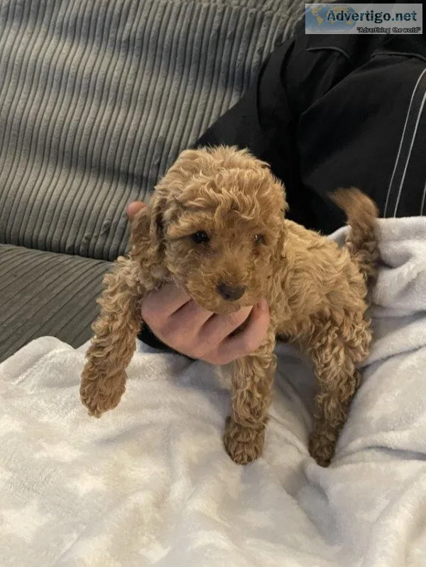 Beautiful litter of miniature poodles