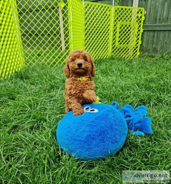 Beautiful Health Tested Deep Red Poodle Boys