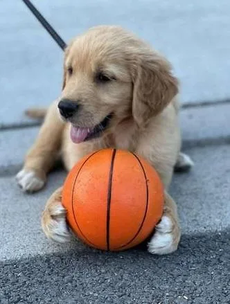 Registered Golden retriever Puppies For Re-Homing