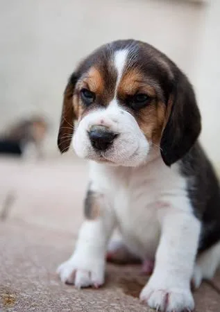10 weeks old Beagle Puppies for Adoption