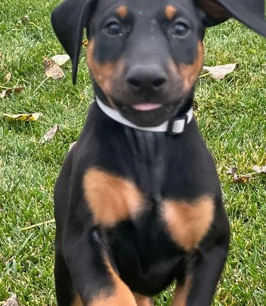 Obedient Doberman Pinscher Puppies.