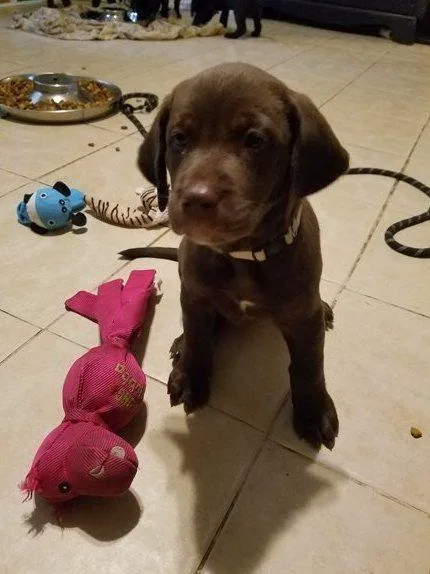 Beautiful Kc health tested rainbow litter