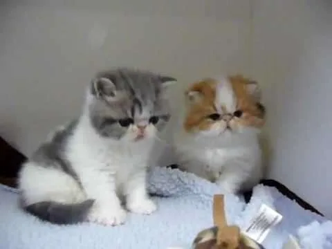 CFA Exotic Shorthair Kittens