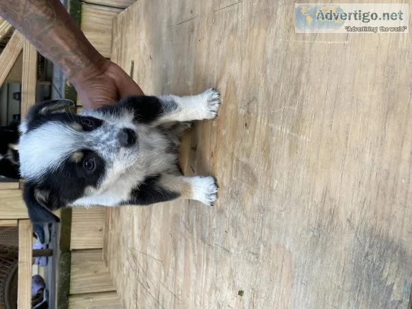 Texas Heelers