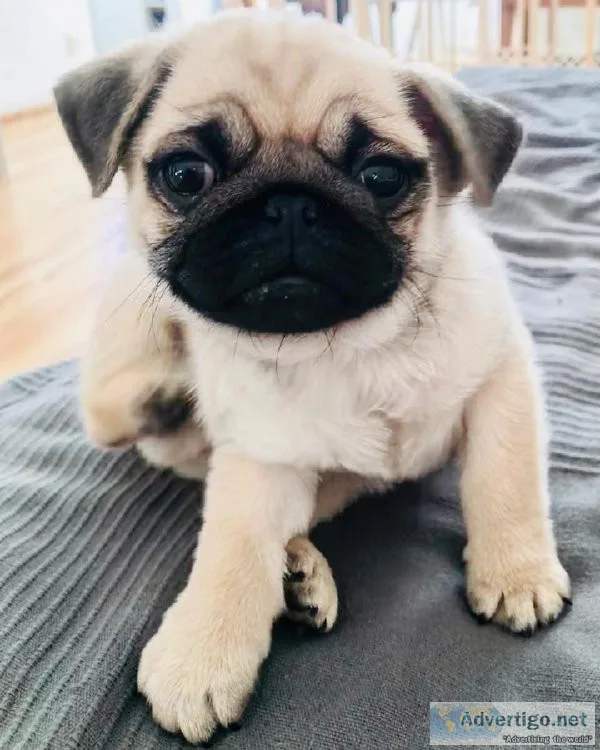 Adorable Pug Puppies Available