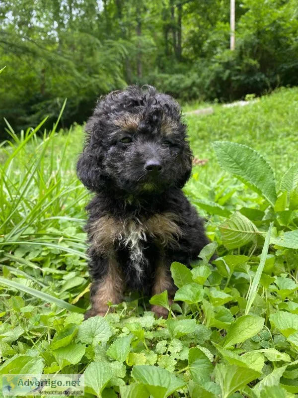 F1 Mini Aussiedoodle