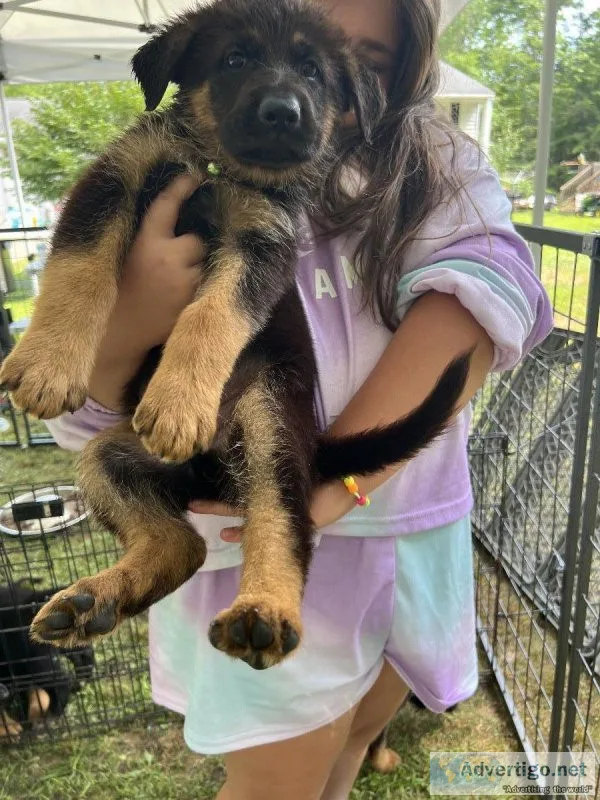 AKC German Shepherd puppies World Champion bloodlines