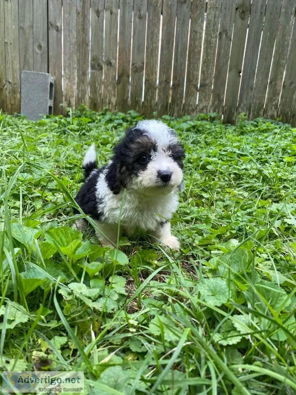 Gwen Mini Aussiedoodle