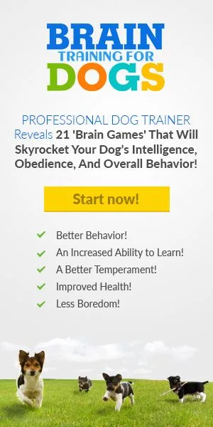 Turn your dog into a Genius