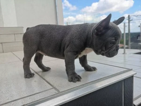 French bulldog puppies