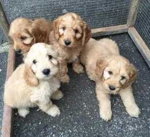 First generation Cockapoo puppies