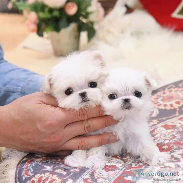 Maltese puppies