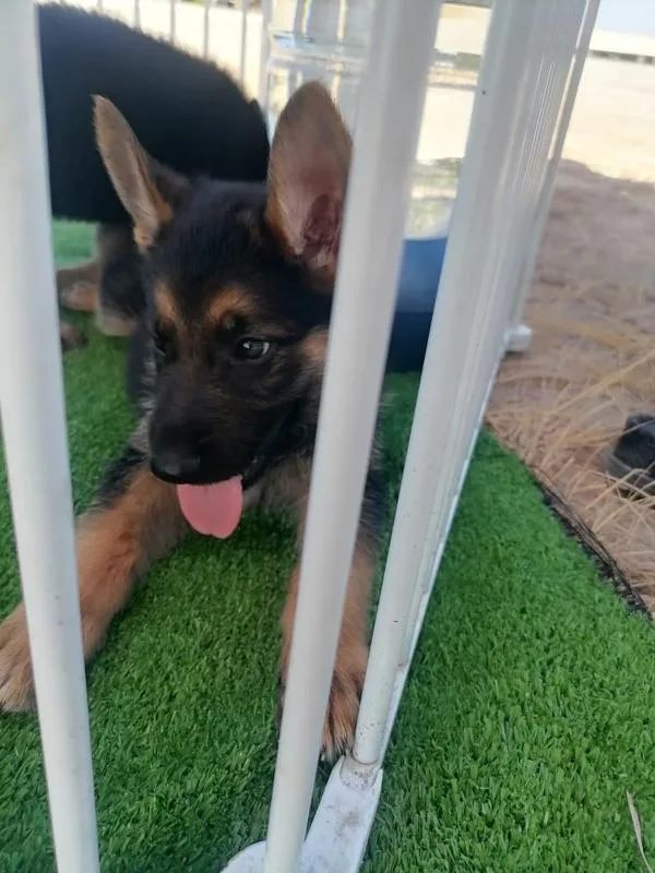 German shepherd puppies