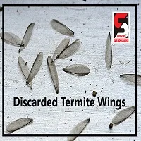 Best pest control services in thane - sadguru pest control