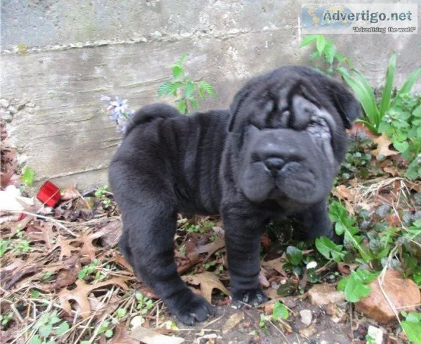 Lovely Chinese Shar-Pei Puppies For Sale