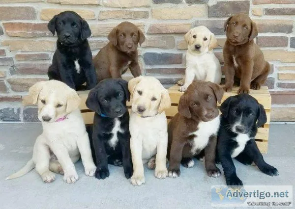 Labrador Retriever puppies available