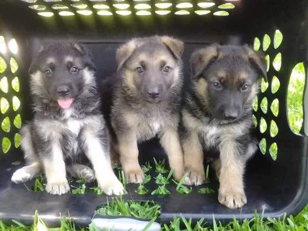AKC registered German Shepherd puppies