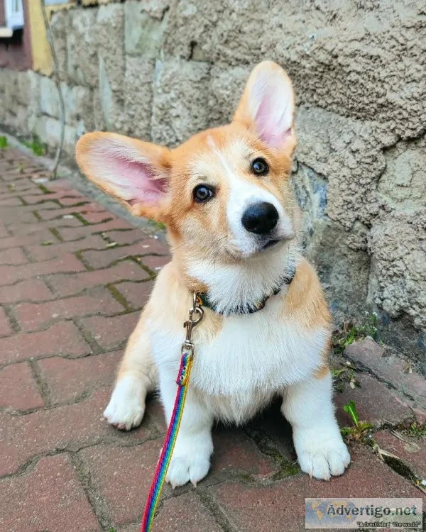 Corgi Puppies For Sale