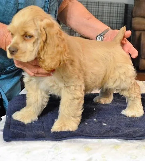 Adorable Cocker Spaniel puppies
