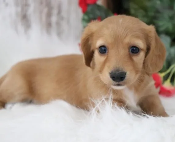 Dachshund Puppies for sale