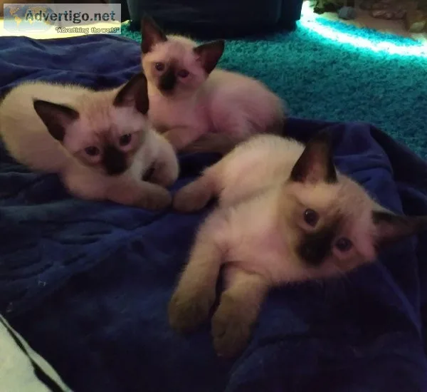 Siamese kittens