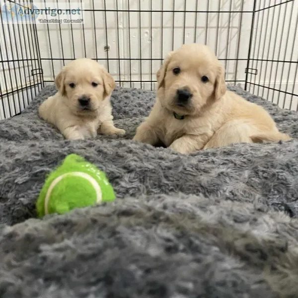 Two Adorable Golden Retrievers
