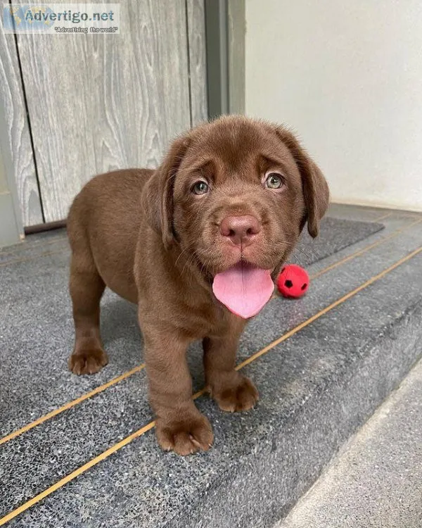 Home Trained Labrador Retriever Puppies