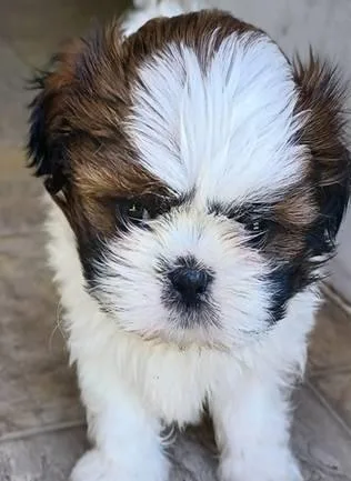 1 male Shih Tzu puppies
