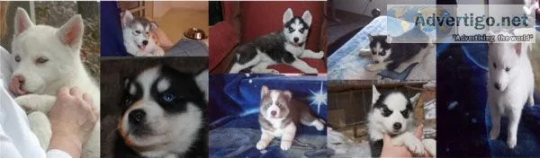 WE HAVE A KC SIBERIAN HUSKY PUPPIES