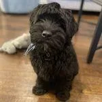 12 weeks whoodle Puppies for Adoption