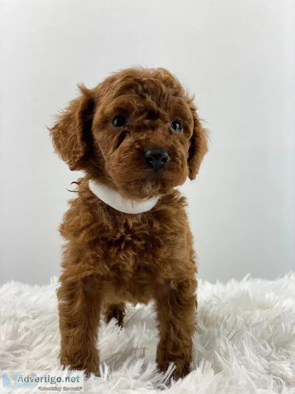Winston Mini AKC Poodle