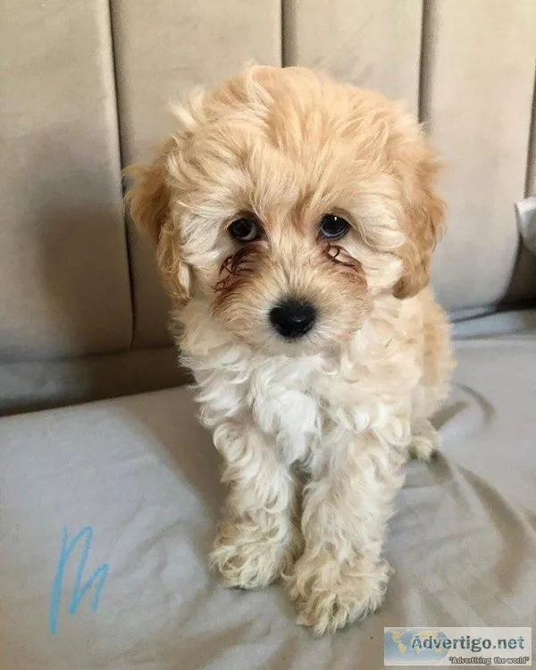 Beautiful Maltipoo Puppies ready