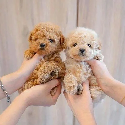 POODLE PUPPIES