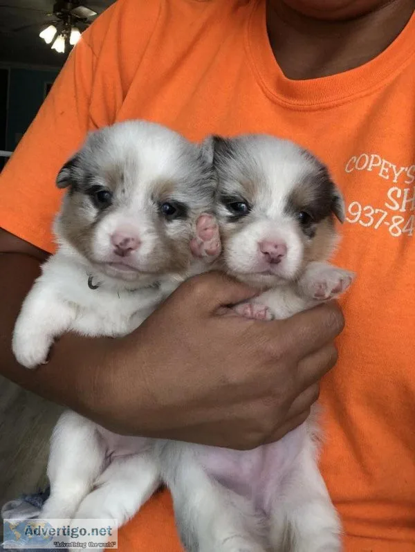 Corgis
