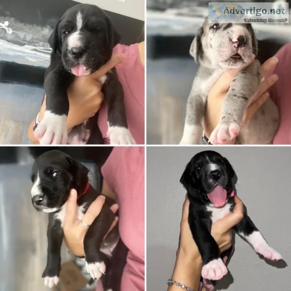 Big chunky Great Dane Puppies