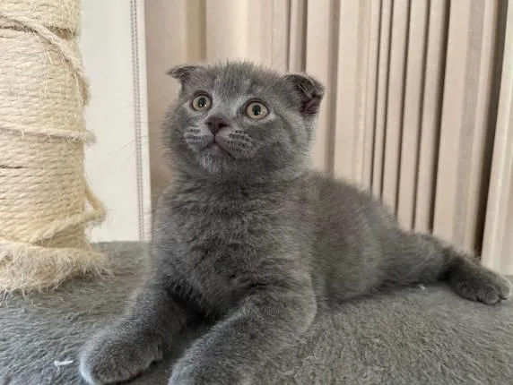 Scottish Fold Kitten