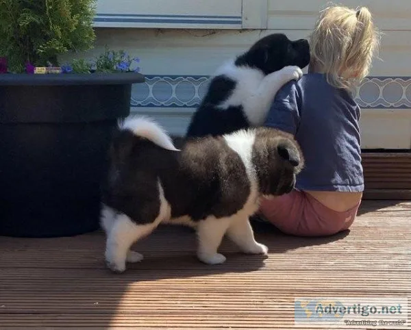 Exceptional American Akita Puppies - KC Registered